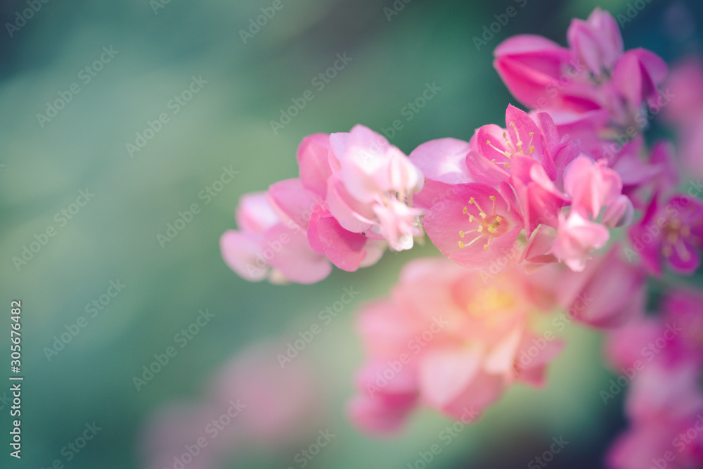 Obraz premium Pwgchmpo flowers in springtime, beautiful pink flowers