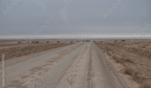 horses run across a desert road in the steppe