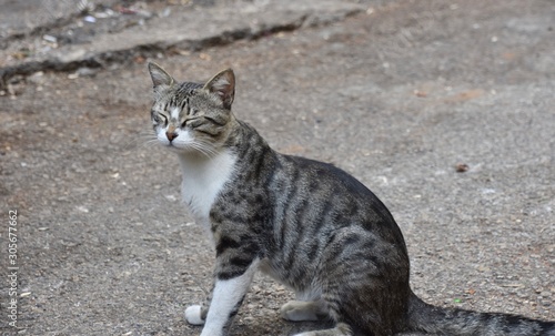 Brown and White Tabby Cat Smiling in the Street, Beirut, Lebanon © Globepouncing