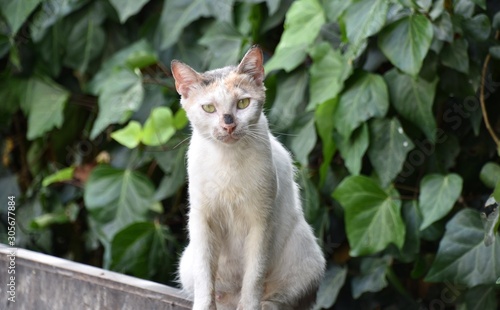 White Street Cat with Calico Face Sitting, Beirut, Lebanon