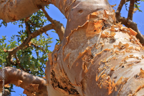 Fototapeta Boswellia - frankincense tree - Socotra island