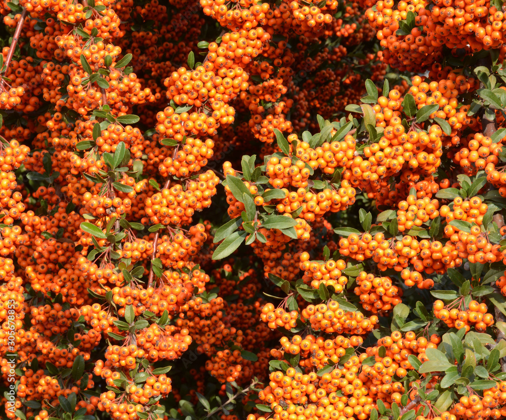 red berries of a tree in the garden red berries of a tree in the garden
