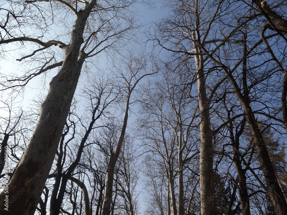 trees in winter trees in winter