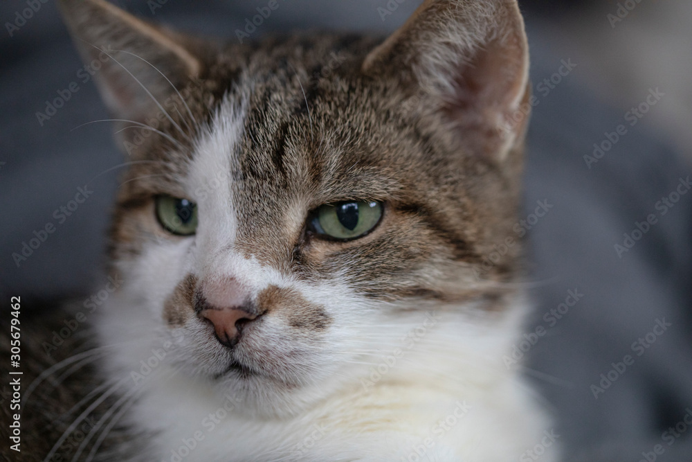 Katzenportrait Blick links
