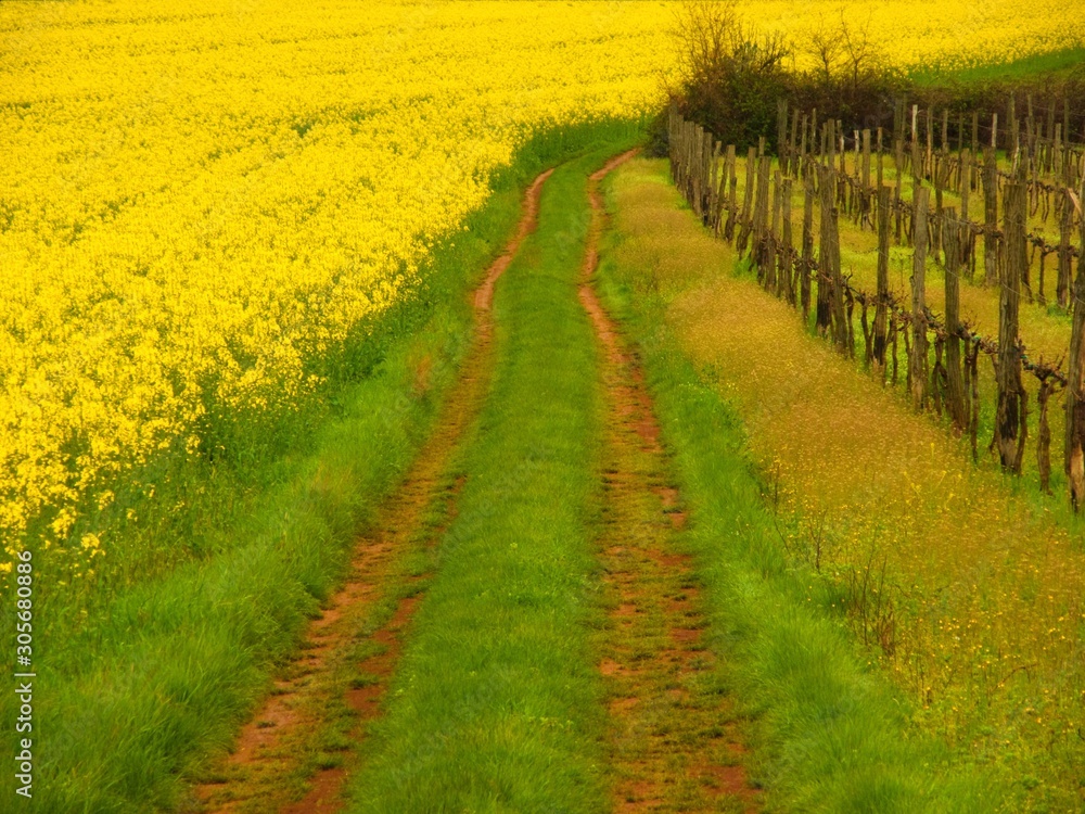 Obraz premium yellow