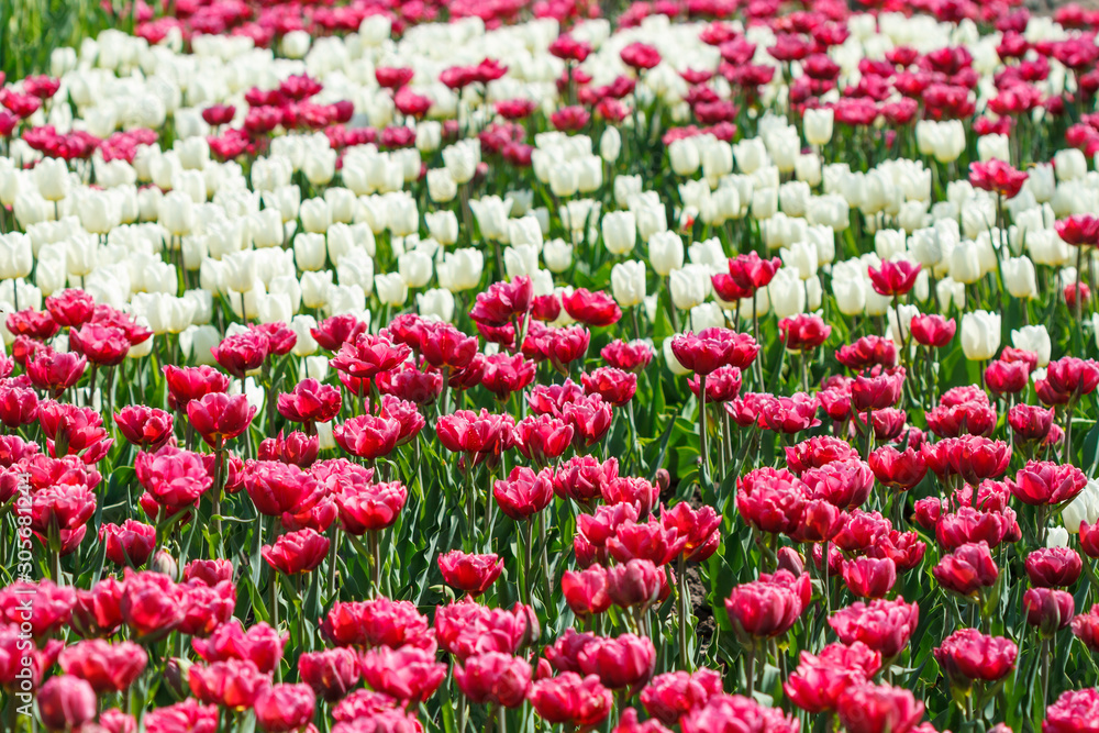 Pink and white tulips bloomed