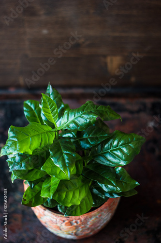Coffea arabica - coffee pla...