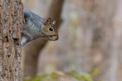 A cute squirrel peeks from behind a tree trunk. Has copy space on the soft blurred background.