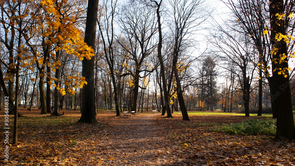Autumn path in a park with benches 