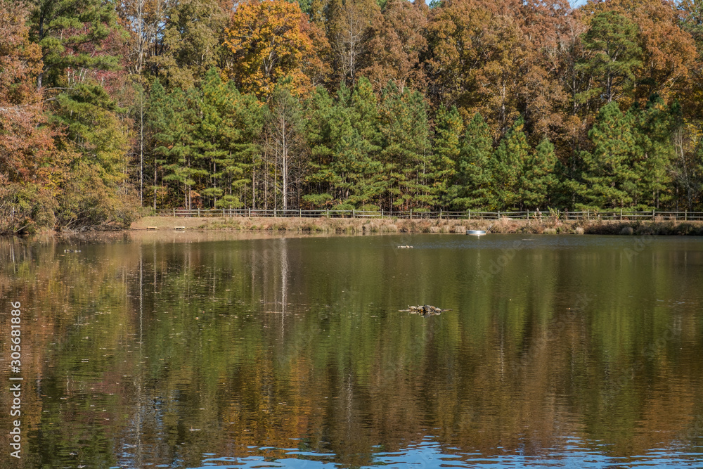Fototapeta premium A scenic autumn view of the pond and sunning turtles at Crowder Park in Apex, North Carolina.
