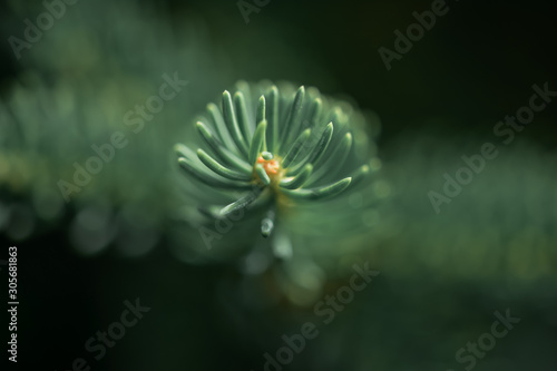 Macro of single green spruce branch with needles and soft focus and bokeh background. Selective focus to the tips of the needles