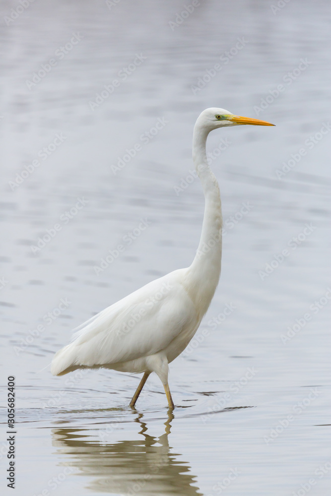 Obraz premium close-up great white egret (ardea alba) walking through shallow water