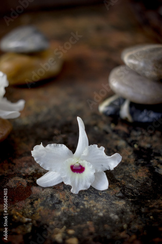 Spa stones and orchid flowe...