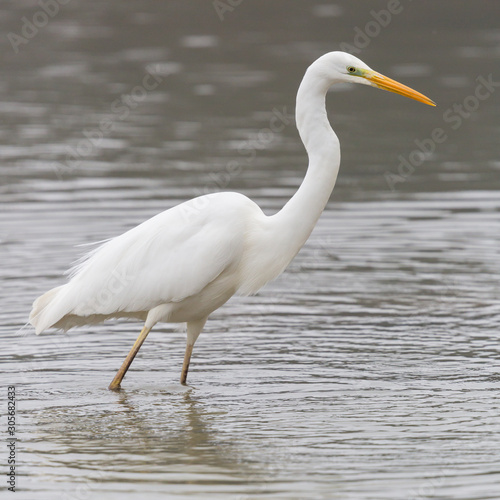 close-up great white egret (ardea alba) standing in shallow water