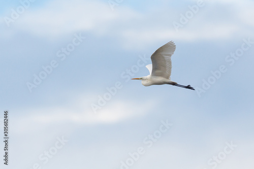 one great white egret  ardea alba  in flight in cloudy sky
