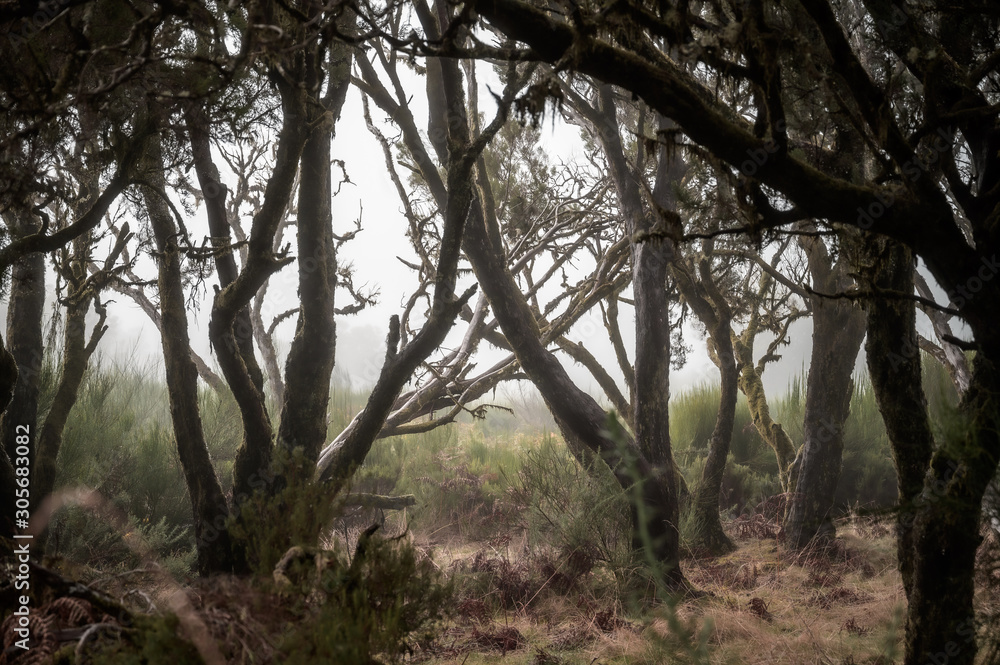 old forest in fog