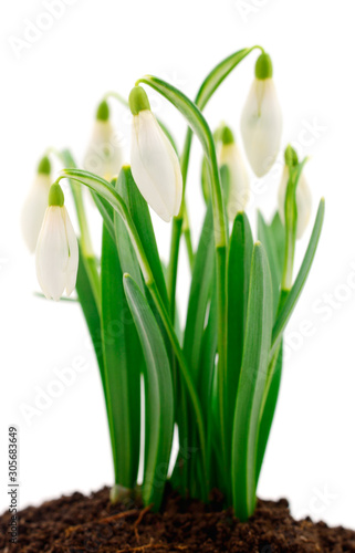 Snowdrop flower isolated on white.