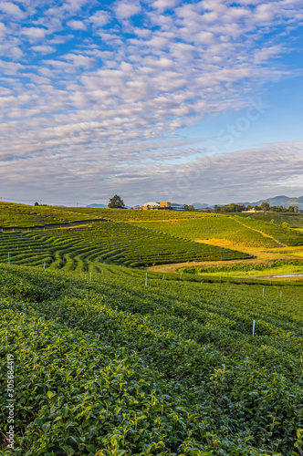 Morning light in Choui Fong Green Tea Plantation one of the beautiful agricultural tourism spots in Mae Chan District, Chiang Rai, Thailand  © Teerayuth