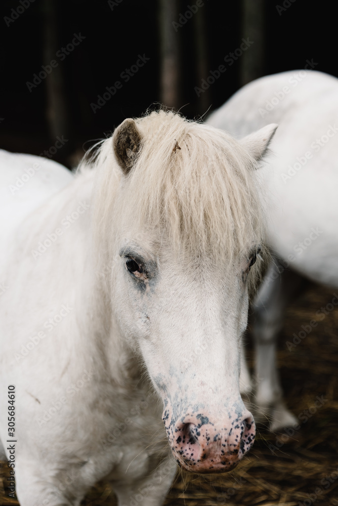 Obraz premium Close-up portrait of white horse stallion in farmaland. Sad gesture
