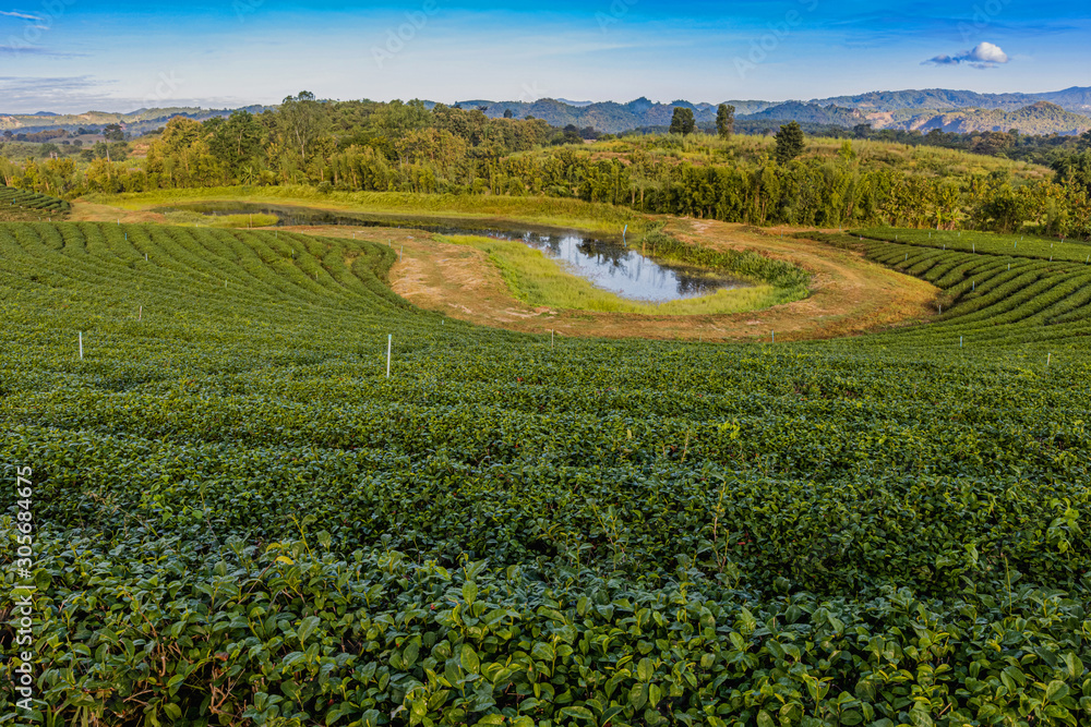Fototapeta premium Morning light in Choui Fong Green Tea Plantation one of the beautiful agricultural tourism spots in Mae Chan District, Chiang Rai, Thailand 