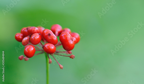 A close up of the most famous medicinal korean plant ginseng (Panax ginseng). Isolated on green