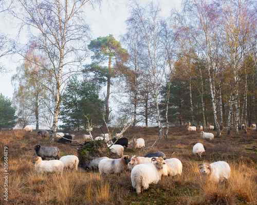 flock of sheep in autumnal forest near utrecht and zeist in the netherlands photo