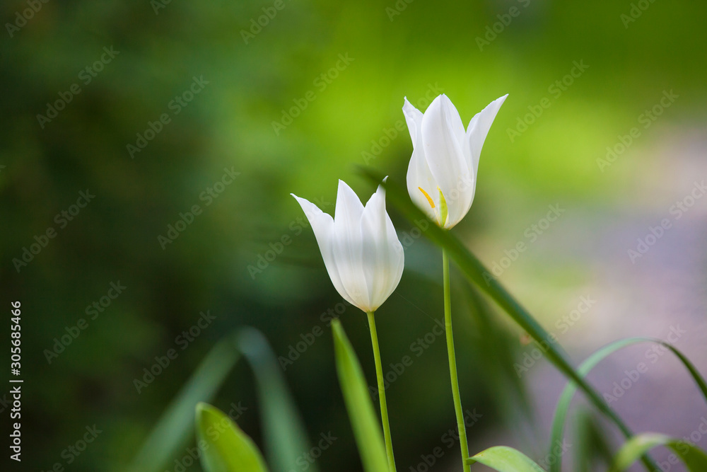 Fototapeta premium two white tulips outside