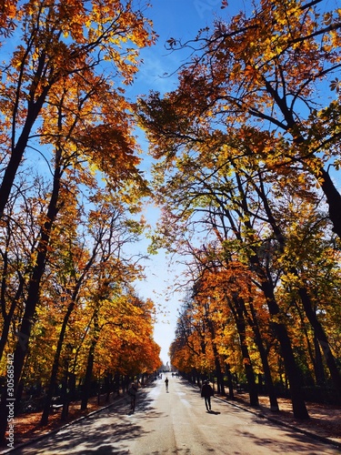 autumn in the park