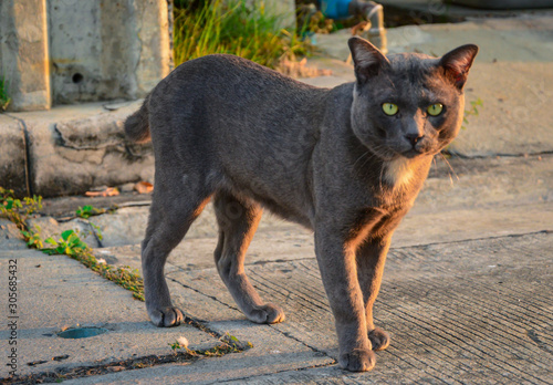 a gray cat is looking at the camera  