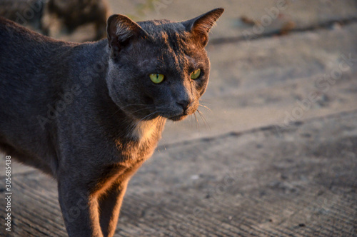portrait of a gray cat