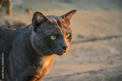 portrait of a gray cat