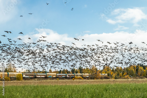 Kouvola, Finland - 5 October 2019: A big flock of barnacle gooses is flying above the field on train background. Birds are preparing to migrate south.
