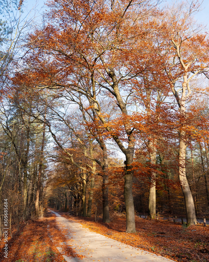 Fototapeta premium bicycle track in autumn forest with orange colored beech tree in the fall