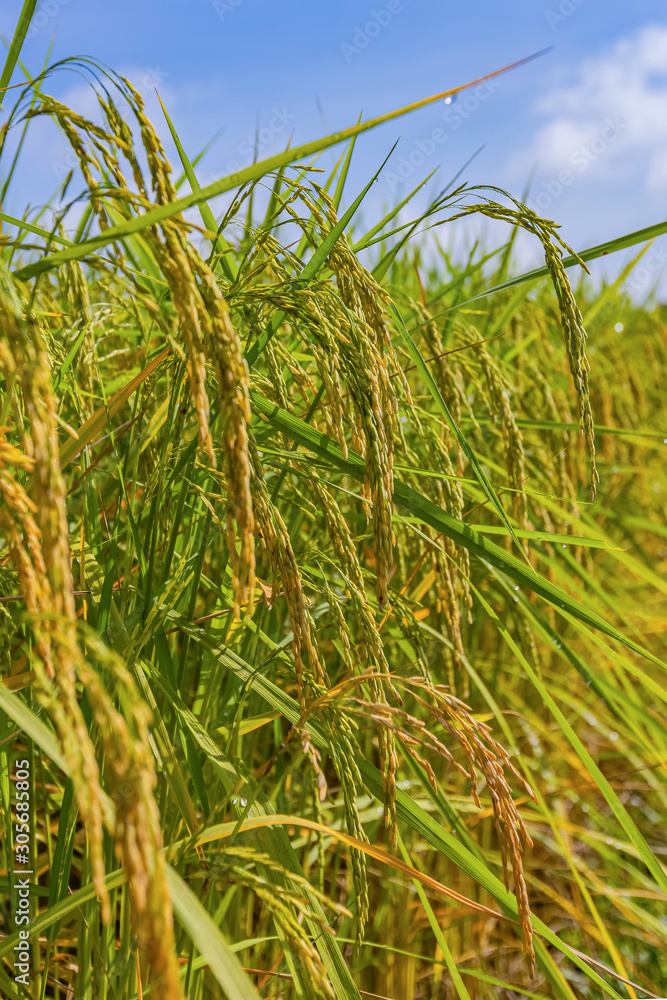 Rice fields in northern Thailand (Thailand is one of the three largest rice exporters in the world) Rice fields in northern Thailand (Thailand is one of the three largest rice exporters in the world)