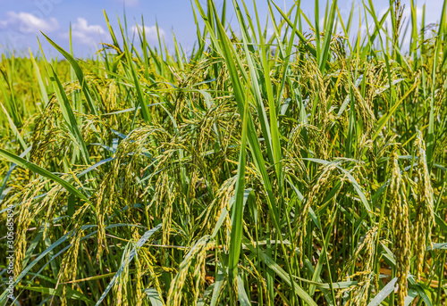 Rice fields in northern Thailand  Thailand is one of the three largest rice exporters in the world 