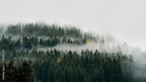 Low cloud layers covering alpine mountain forest in South Tyrol, Italy. photo