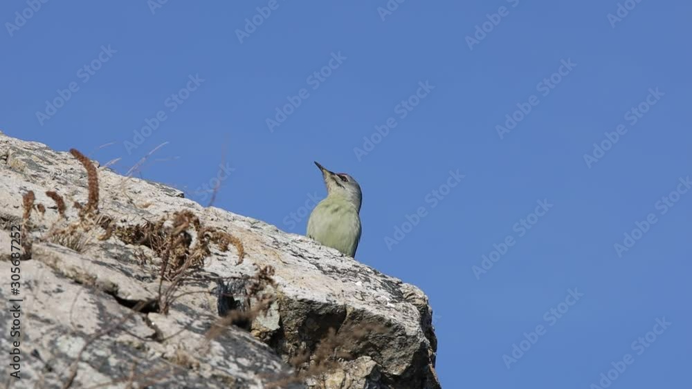 Grey-headed woodpecker (Picus canus) sitting on the rock and singing on blue sky background in sunny autumn day. Grey-headed woodpecker (Picus canus) sitting on the rock and singing on blue sky background in sunny autumn day.