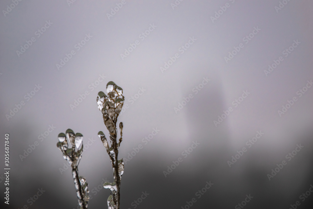 layer of ice on field plants