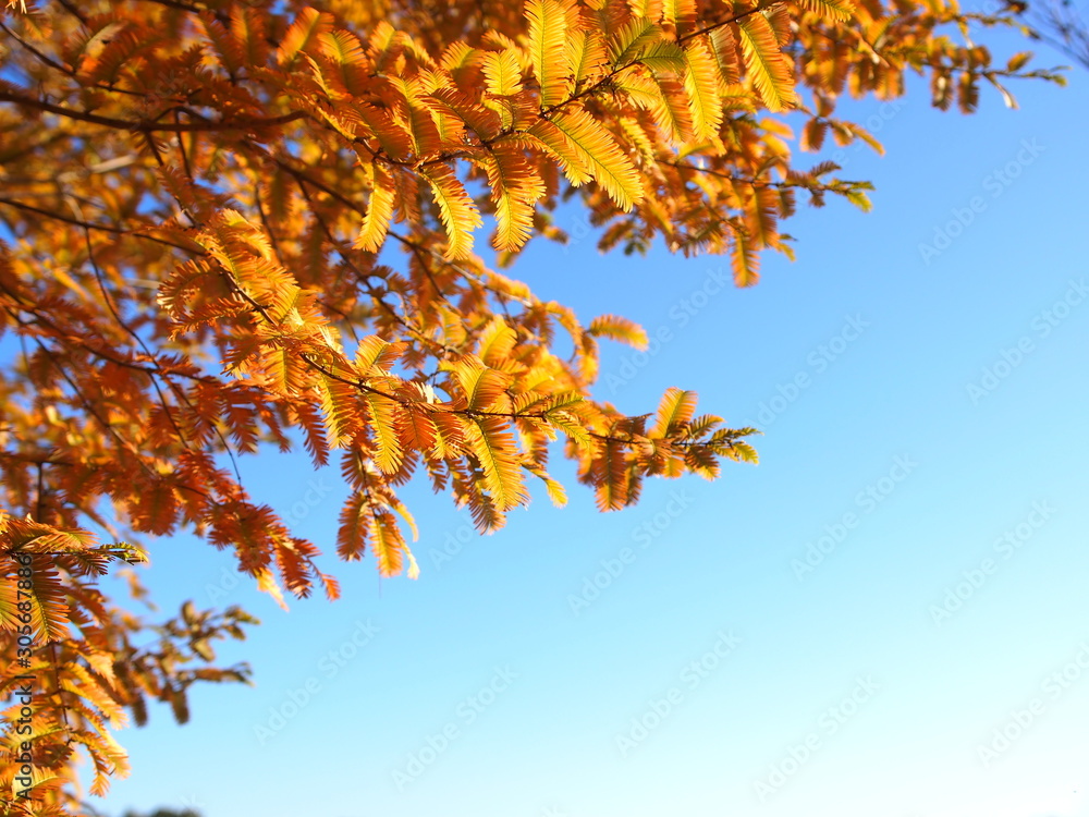 メタセコイアの紅葉 メタセコイアの紅葉