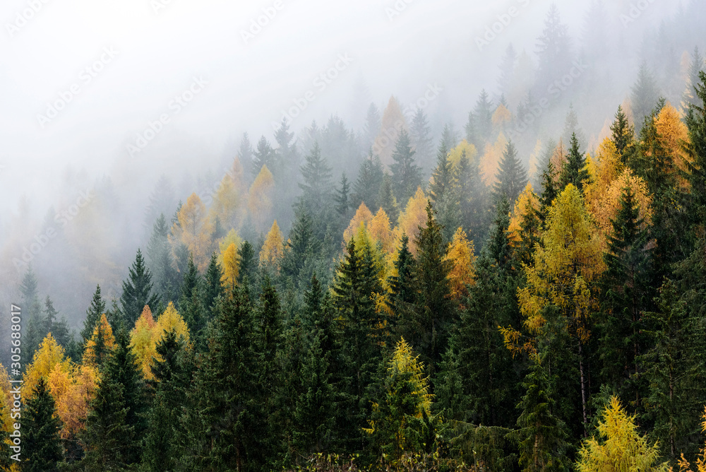 Autumn and winter colour mix / Italian Alpine mountains during autumn switching to winter in foggy day Autumn and winter colour mix / Italian Alpine mountains during autumn switching to winter in foggy day