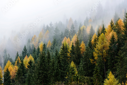 Autumn and winter colour mix / Italian Alpine mountains during autumn switching to winter in foggy day © valdisskudre