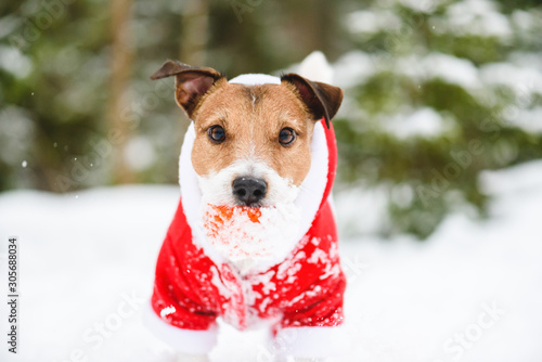 Closeup portrait of dog wearing red festive New Year and Christmas costume