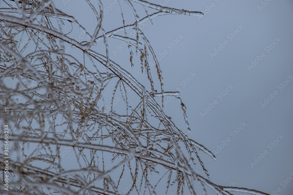 Fototapeta premium stems of a plant covered with ice