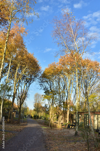 Fototapeta Naklejka Na Ścianę i Meble -  Niebieskie niebo z białymi obłokami nad asfaltową dróżką wśród drzew i drewnianych domków.