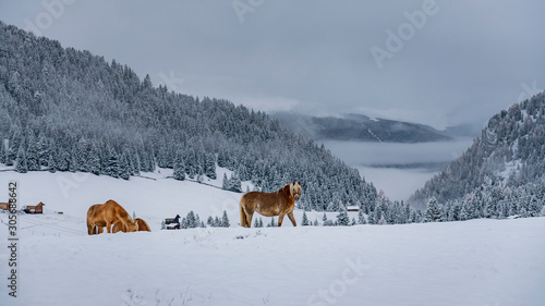 Beautiful brownish horse in Italian Alps during winter, South tyrol region / Eveining with fog in background © valdisskudre