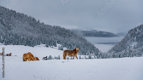 Bild auf Leinwand Beautiful brownish horse in Italian Alps during winter, South tyrol region / Eve