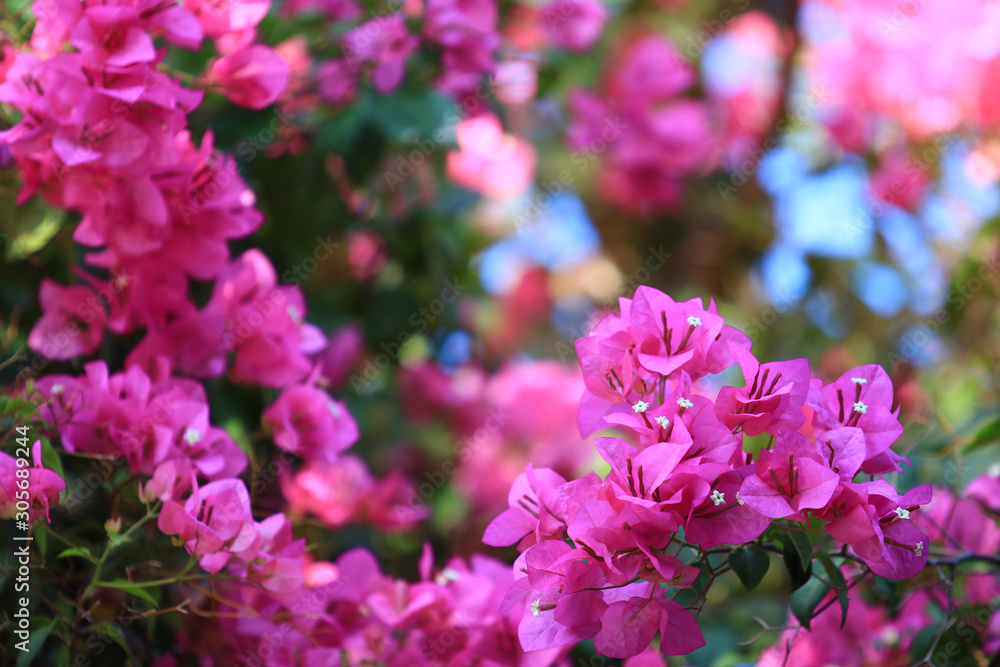 Beautiful pink red bougainvillea blooming, Bright pink red bougainvillea flowers as a floral background,Bougainvillea flowers texture and background,Close-up Bougainvillea tree with flowers Beautiful pink red bougainvillea blooming, Bright pink red bougainvillea flowers as a floral background,Bougainvillea flowers texture and background,Close-up Bougainvillea tree with flowers