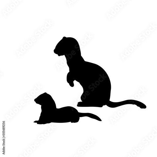 Silhouette of Weasel ferret with cub weasels ferret. An animal of the marten family.