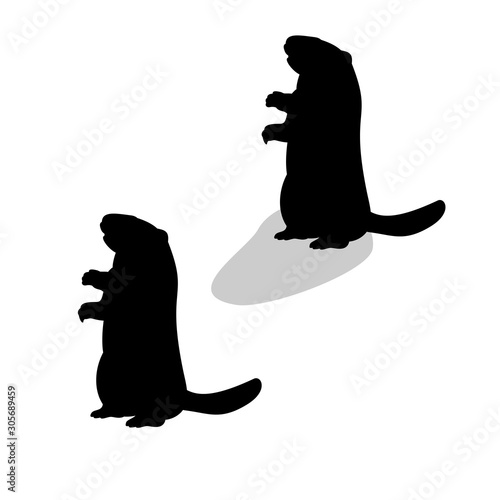 Holiday Groundhog Day. Falling shadow prediction of spring