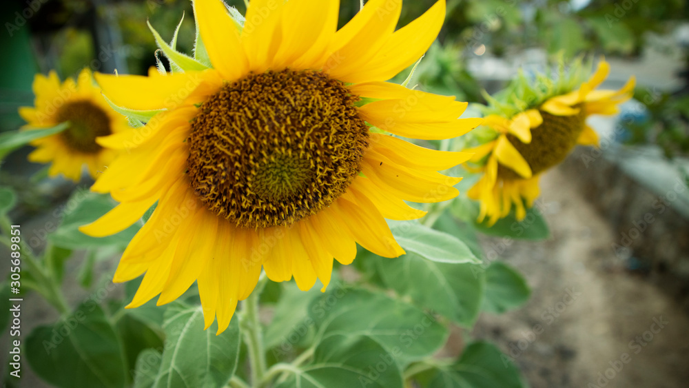 Fototapeta premium Soft focus- Beautiful sunflowers in summer. Suitable for use as an ornament or background image